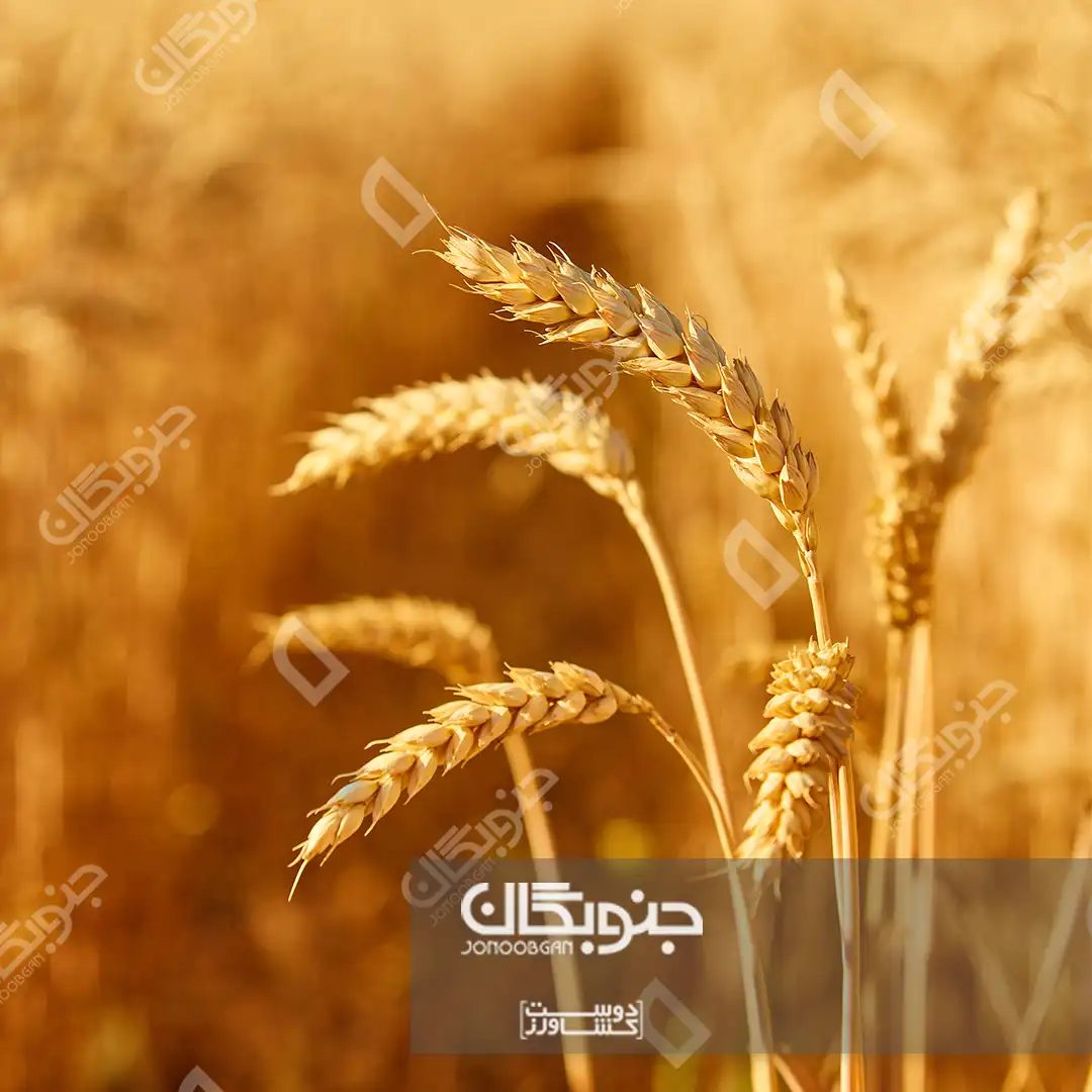 تأثیر پتاسیم بر رشد و کیفیت گندم