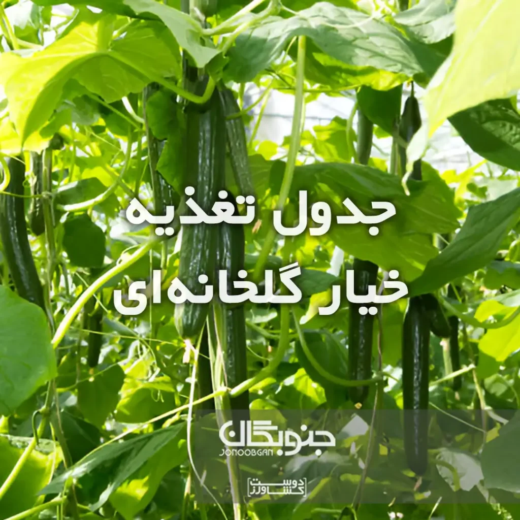 جدول تغذیه خیار گلخانه ای جنوبگان