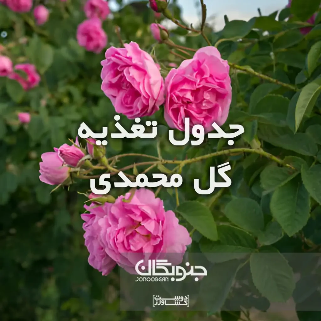 جدول تغذیه گل محمدی جنوبگان