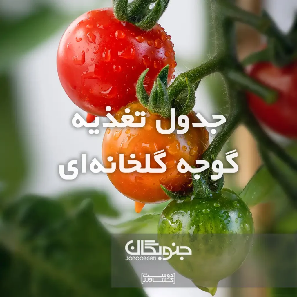 جدول تغذیه گوجه گلخانه ای جنوبگان